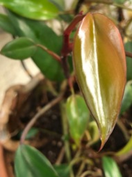 Red-Leaf Philodendron