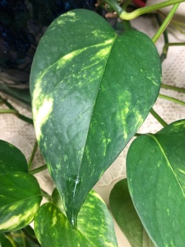 Sweetheart Plant Philodendron
