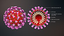 medical_animation_coronavirus_structure